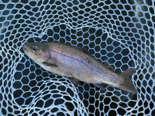 トラウトの釣果