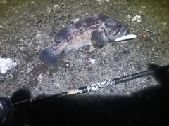 クロソイの釣果