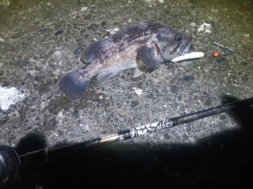 クロソイの釣果