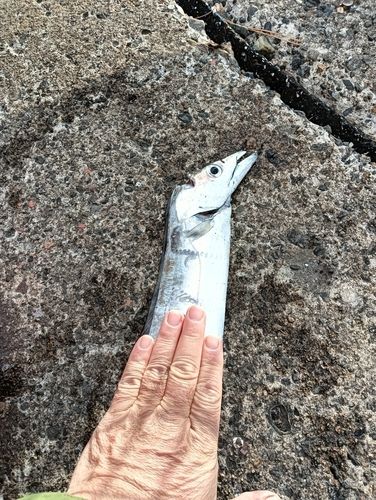 タチウオの釣果