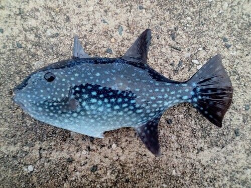 カワハギの釣果