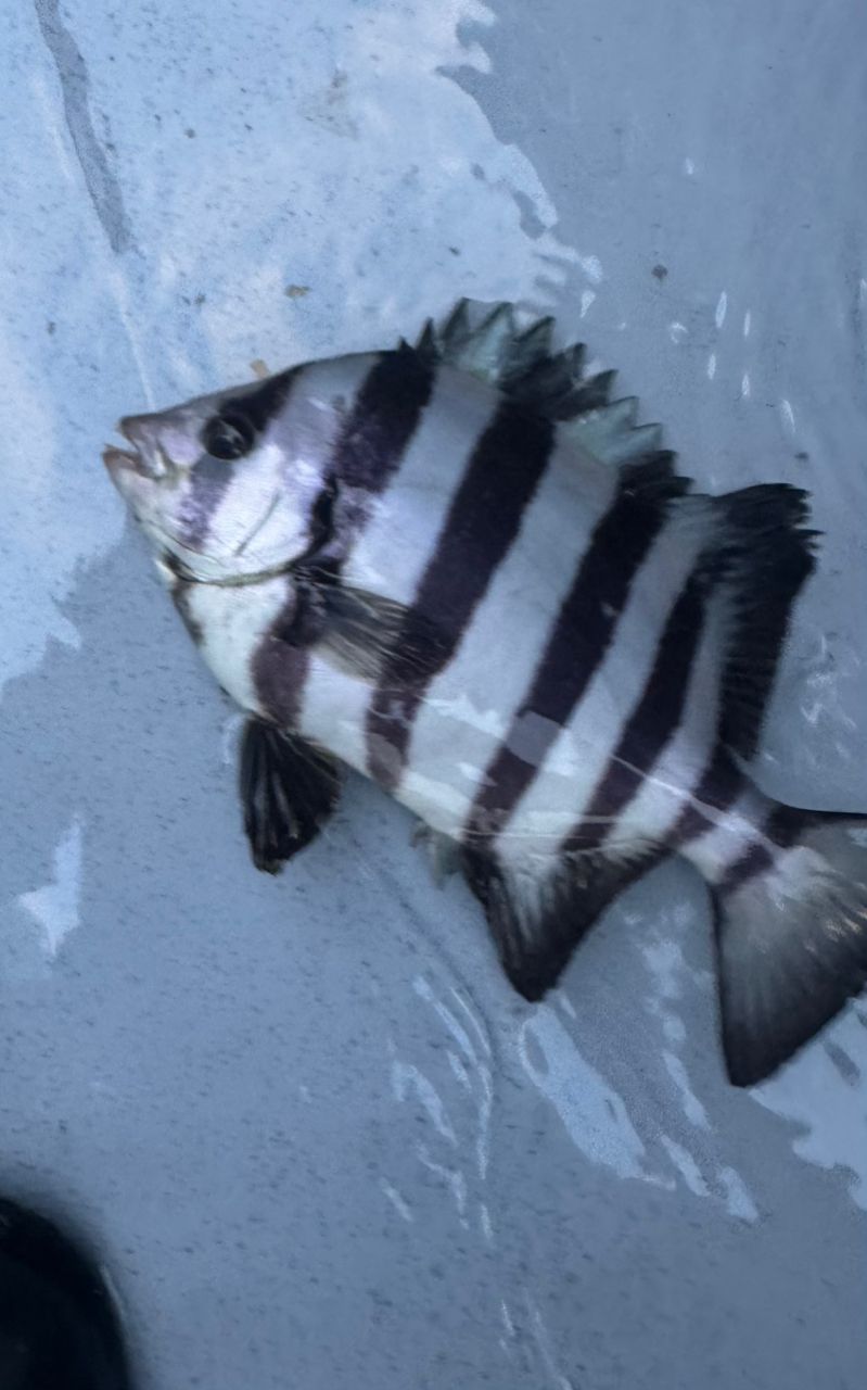 E-OSさんの釣果 1枚目の画像