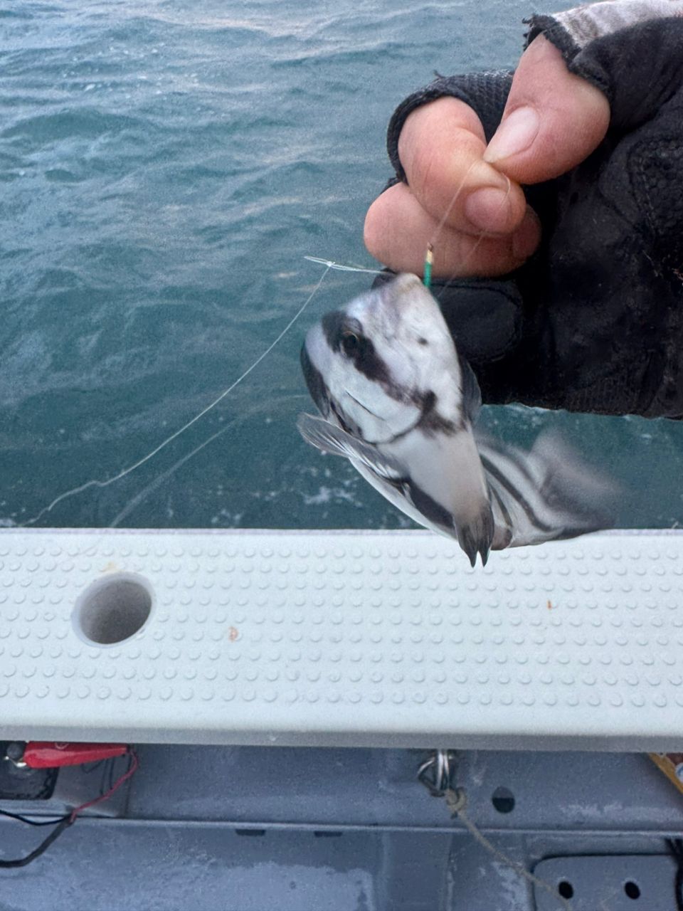 E-OSさんの釣果 2枚目の画像