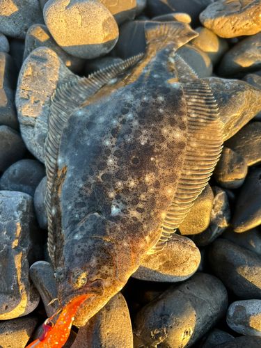 ヒラメの釣果