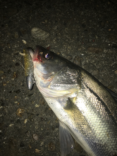 スズキの釣果