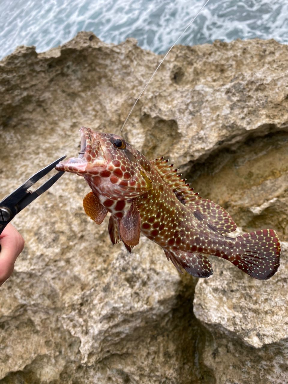 SHIMANO 22サハラ C5000XGの最安値・インプレ・釣果 | 本音の口コミが