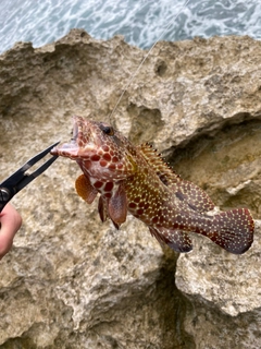 カンモンハタの釣果