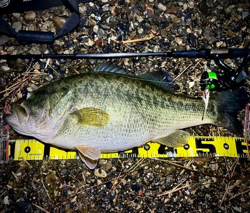 ブラックバスの釣果