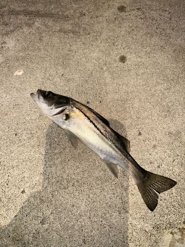 セイゴ（ヒラスズキ）の釣果