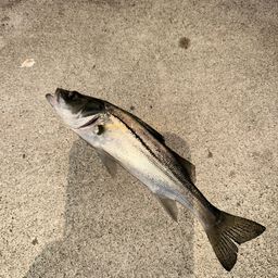 セイゴ（ヒラスズキ）