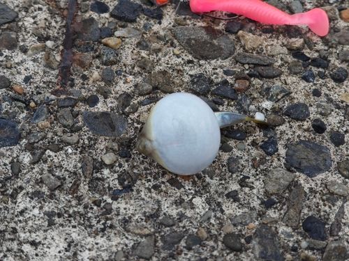 クサフグの釣果