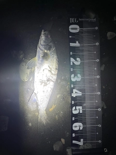 ニベの釣果