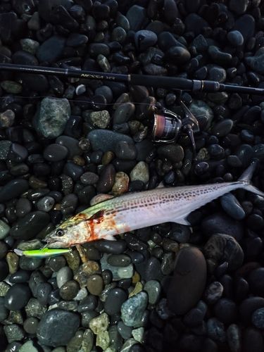 サゴシの釣果