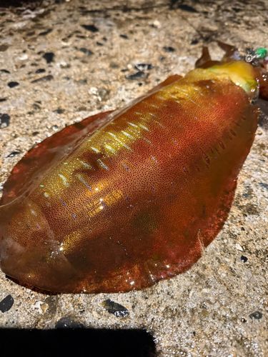 アオリイカの釣果