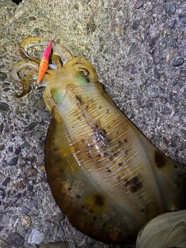 アオリイカの釣果