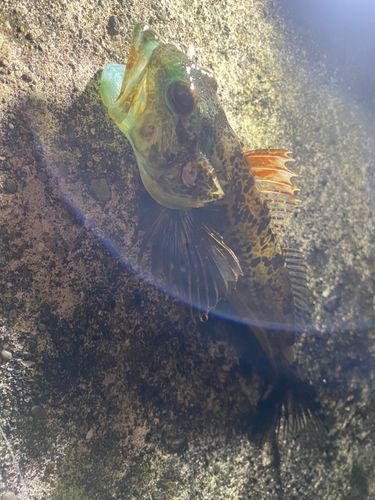 アナハゼの釣果