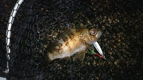 シロメバルの釣果