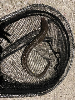 マアナゴの釣果