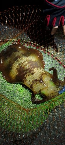 湯河原海浜公園