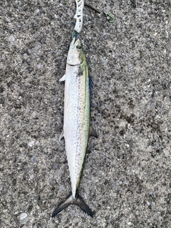 サワラの釣果