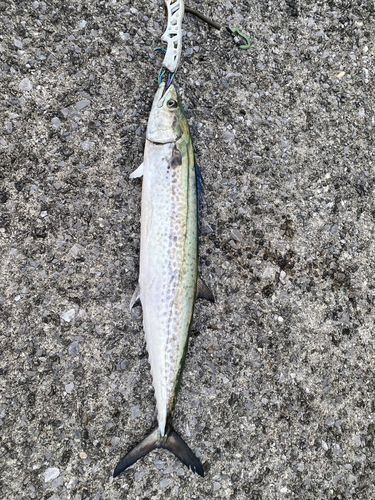 サワラの釣果