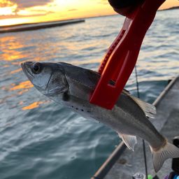 セイゴ（ヒラスズキ）