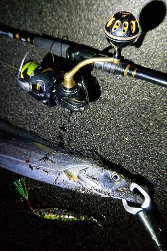 タチウオの釣果