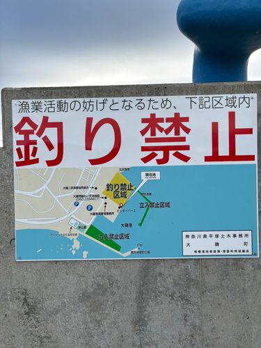 ウルメイワシの釣果