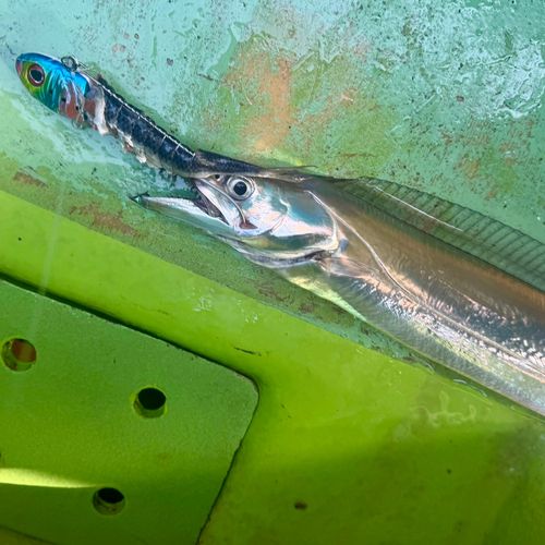 タチウオの釣果