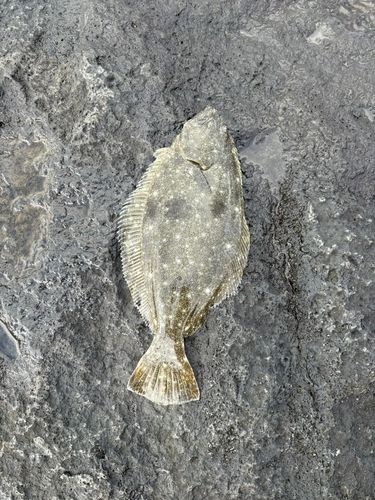 茅ヶ崎ヘッドランド