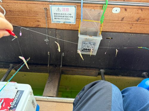 ワカサギの釣果