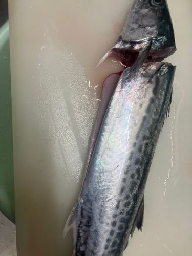 サゴシの釣果