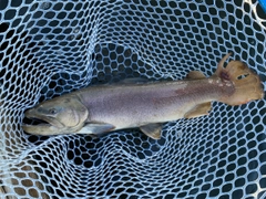 トラウトの釣果