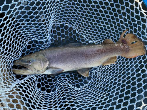 浜名湖フィッシングリゾート