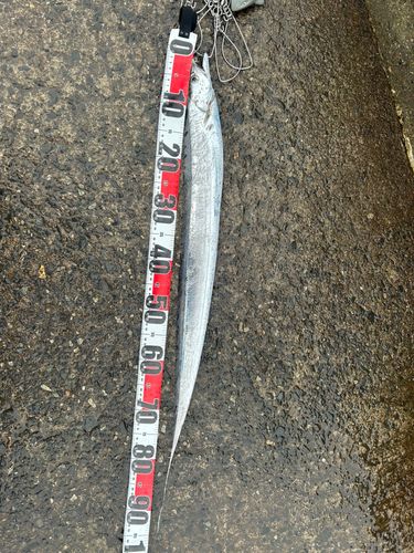 タチウオの釣果