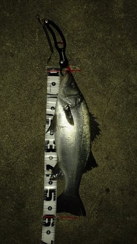 ヒラスズキの釣果