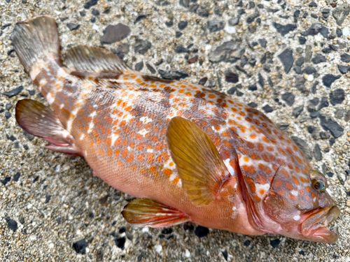 キジハタの釣果