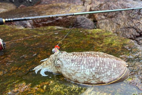 コウイカの釣果