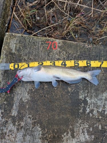 アメリカナマズの釣果