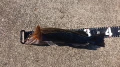 アイナメの釣果