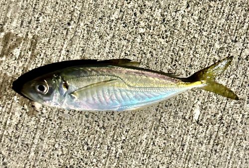 下田港（伊豆半島）