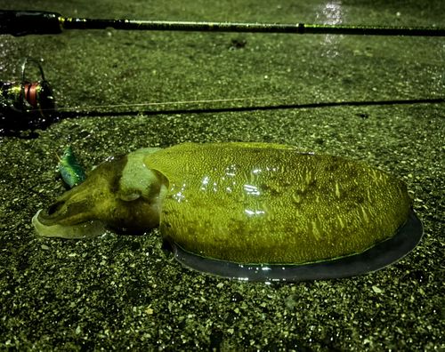カミナリイカの釣果