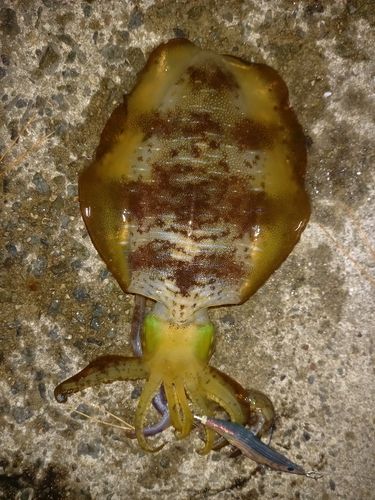 アオリイカの釣果