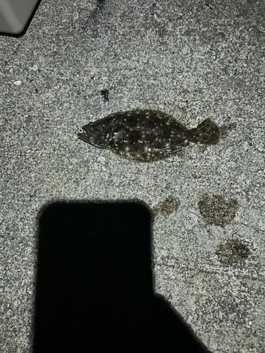 大野地区釣り護岸