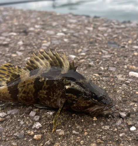 周防大島（屋代島）