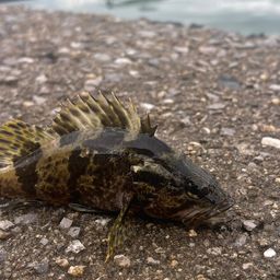 タケノコメバル