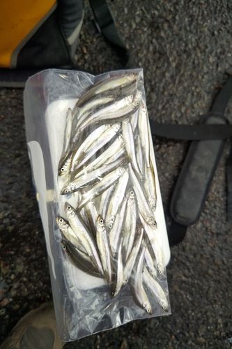 ワカサギの釣果