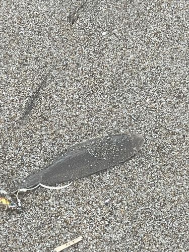 シタビラメの釣果