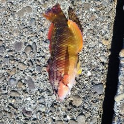 アカササノハベラ