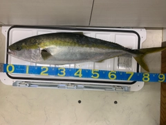 ブリの釣果